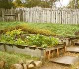 gardens planted by the Pilgrims in raised beds