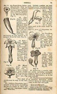 botanical illustrations of plants