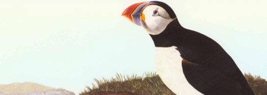 the only puffin species on the east coast