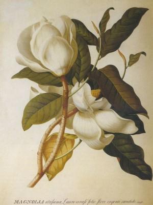 Jane Colden discovered the gardenia