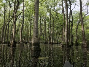 Large cypress trees grow out of the swampy waters of Ebenezer Creek Near Savannah, Georgia