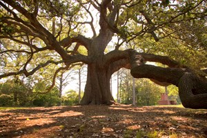 tree where the Emancipation Proclamation was read to slaves